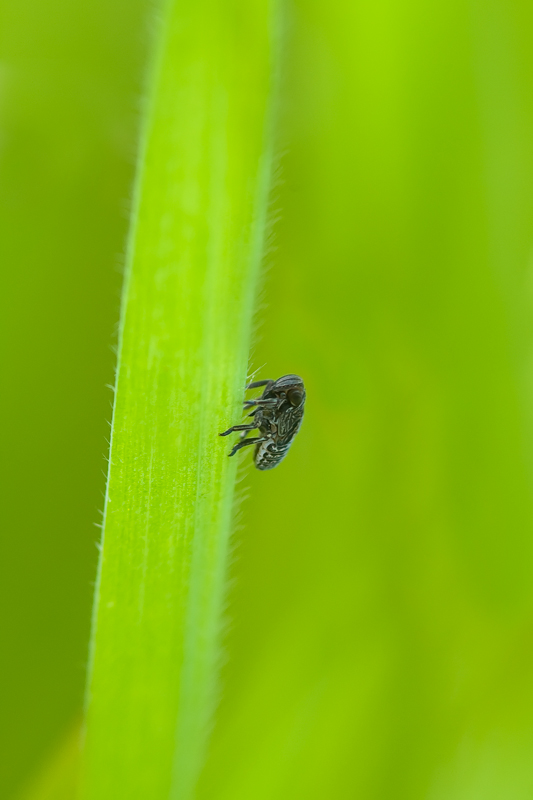 giovane omottero Issidae: Hysteropterum sp.